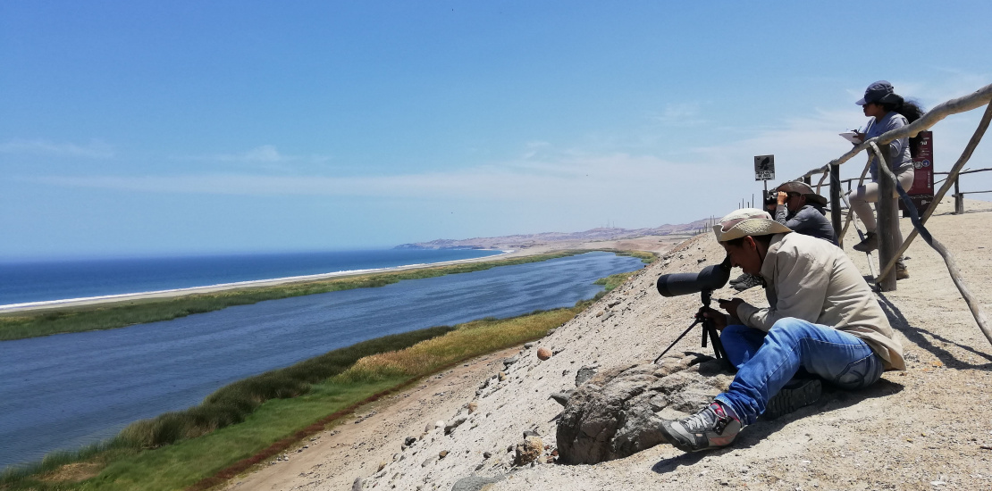 MONITOREOS DE AVES EN EL HUMEDAL PARAÍSO