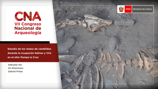 Estudio de los restos de camélidos durante la ocupación Salinar y Virú en el sitio Pampa la Cruz